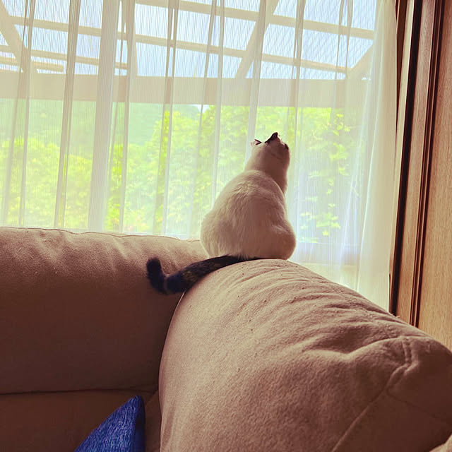 cat5さんの実例写真