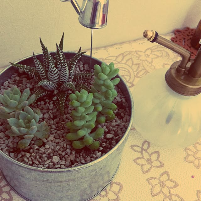 棚/植物/多肉植物のインテリア実例 - 2015-01-27 02:08:43