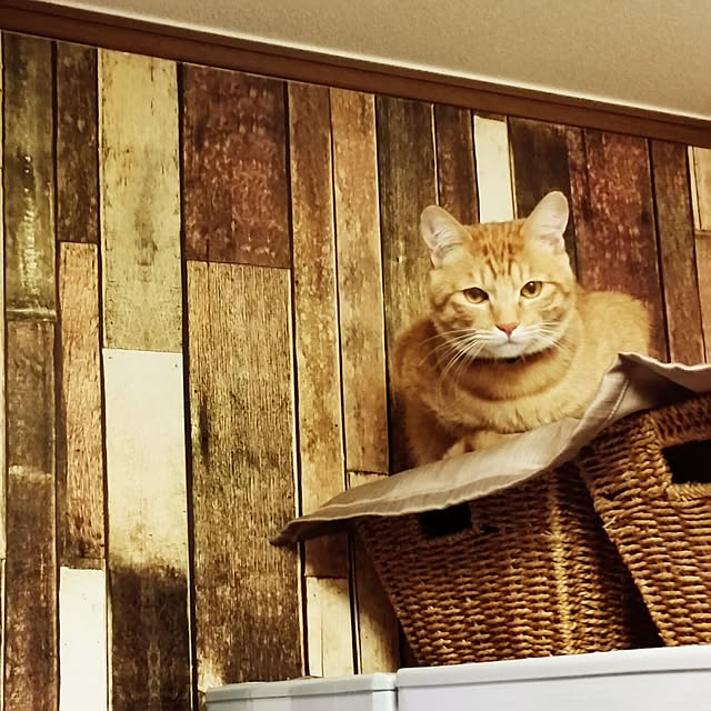 kichiさんの実例写真