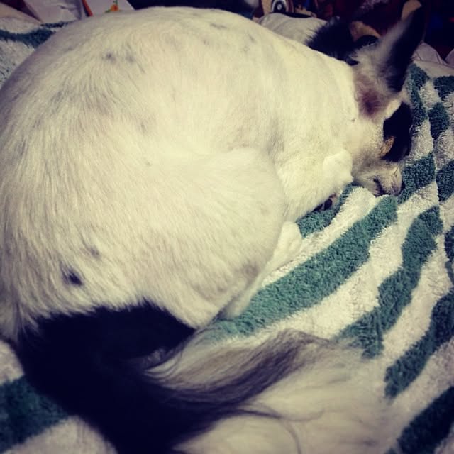 runさんの実例写真