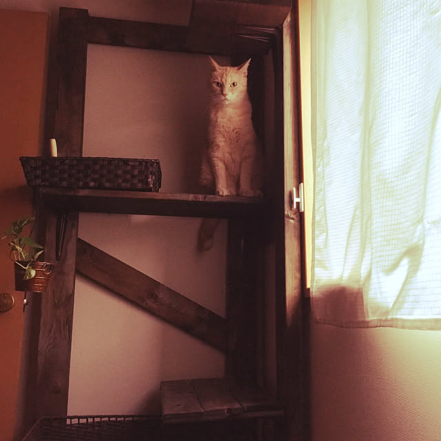 mikan161さんの実例写真