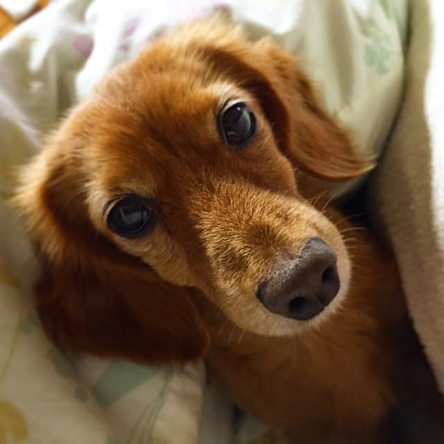 sakuさんの実例写真