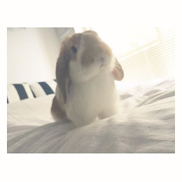 bloom0322さんの実例写真