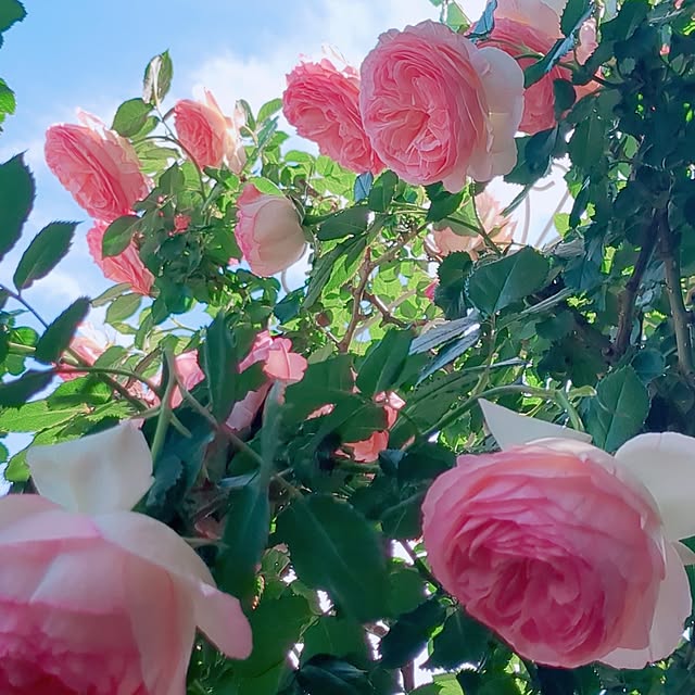 twinkle-butterfly38さんの部屋
