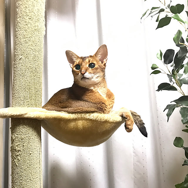 aby_nyanさんの実例写真