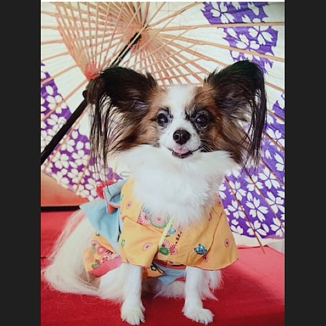 実例写真