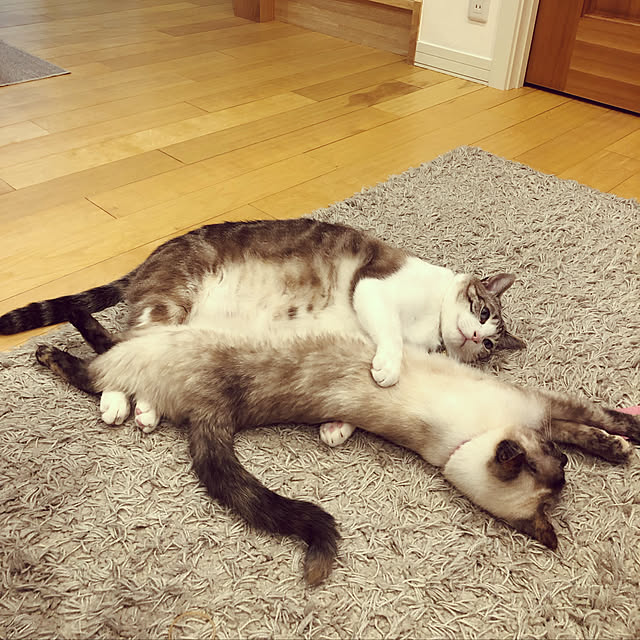 kuuchanさんの実例写真
