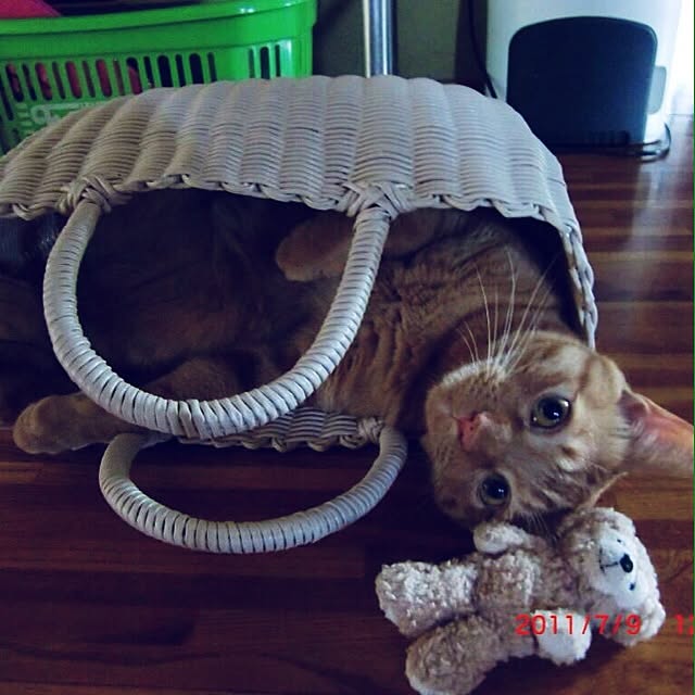harupisuさんの実例写真