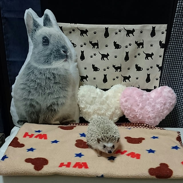 Reikomさんの実例写真