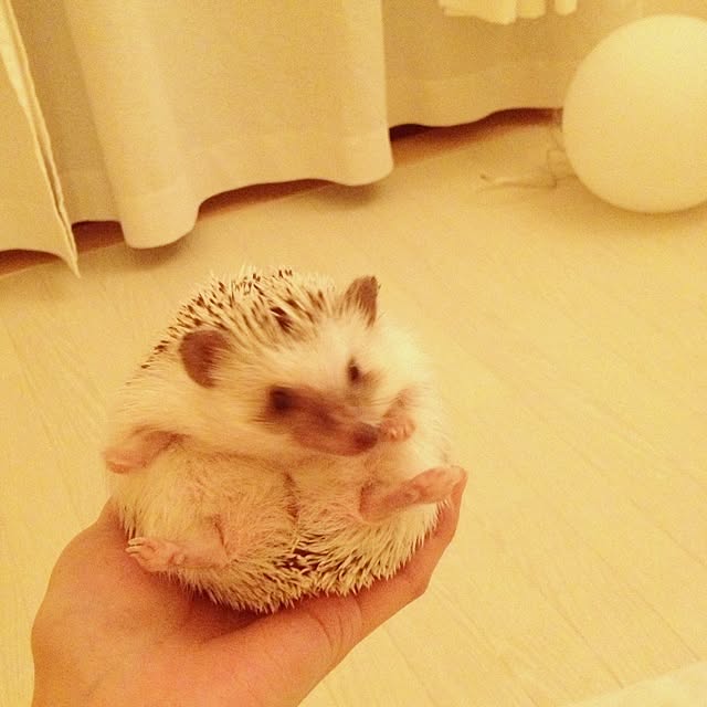 rntkmrさんの実例写真