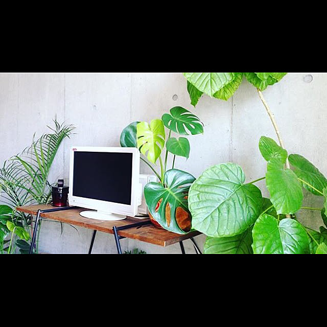 棚/観葉植物/ナチュラル/一人暮らし/男前...などのインテリア実例 - 2017-12-12 15:07:13