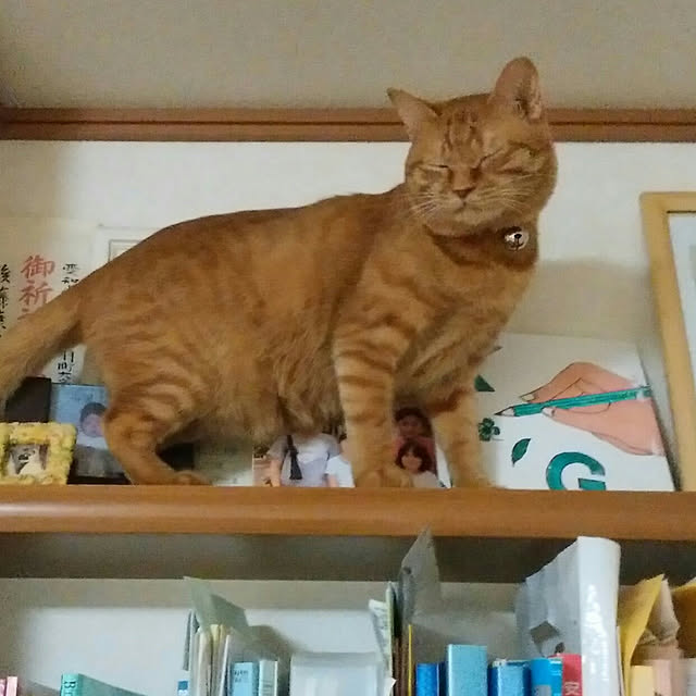 yum0408さんの実例写真