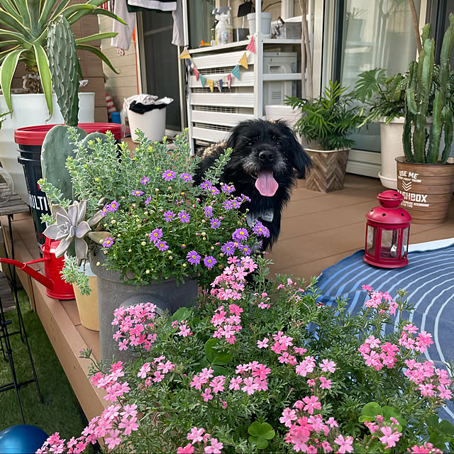 marinkoさんの実例写真