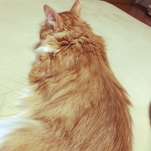 uchidaizuさんの実例写真