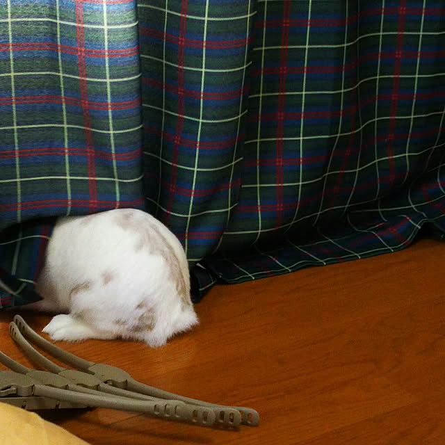WASABIさんの実例写真