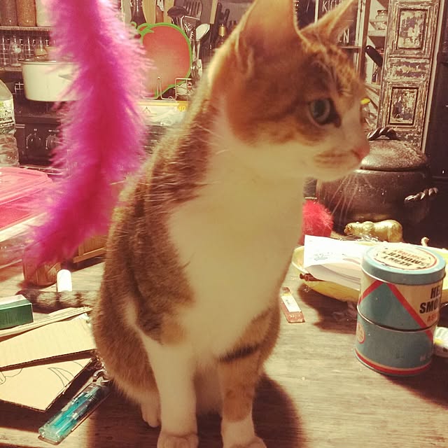 annさんの実例写真