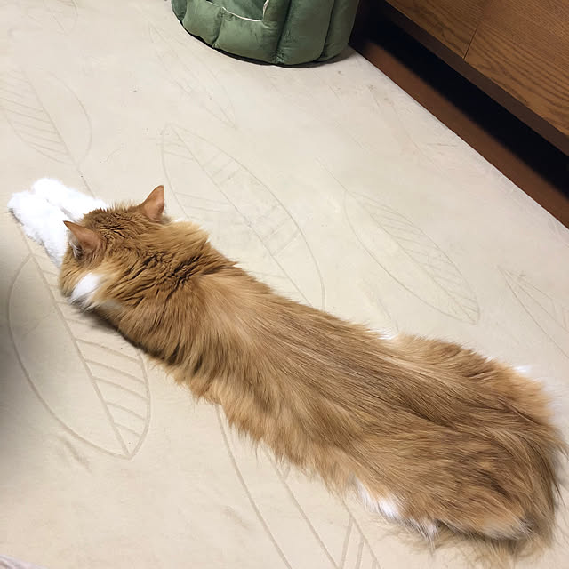 uchidaizuさんの実例写真