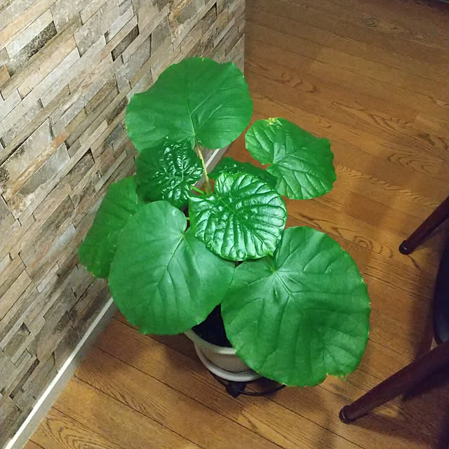Renさんの実例写真