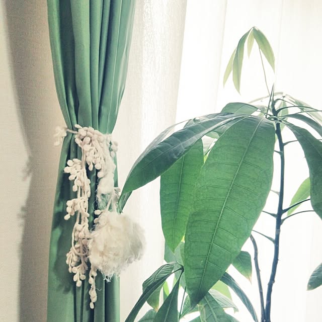 部屋全体/植物/観葉植物のインテリア実例 - 2015-02-12 13:43:55