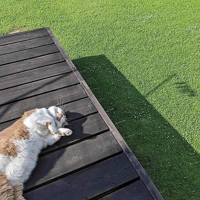Kurapia_channelさんの実例写真