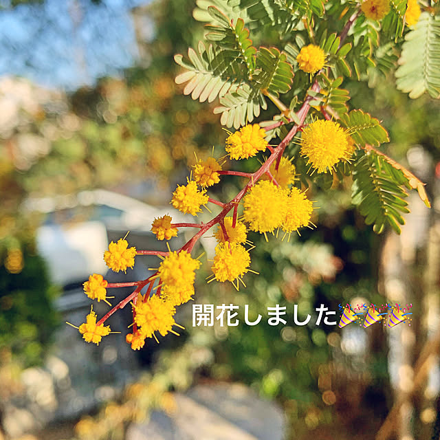 nyaaさんの実例写真
