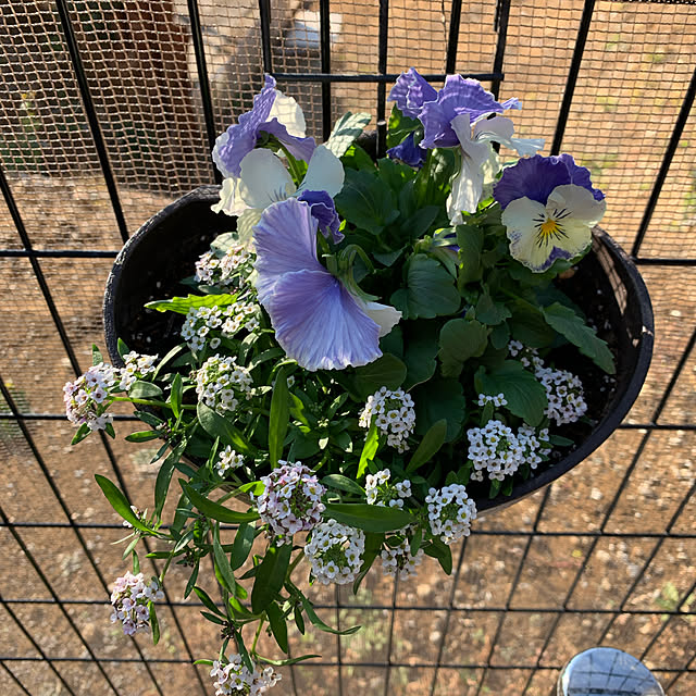 romiromiさんの実例写真