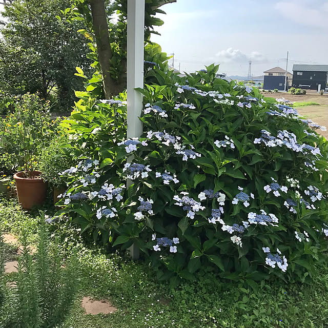 oyoさんの実例写真