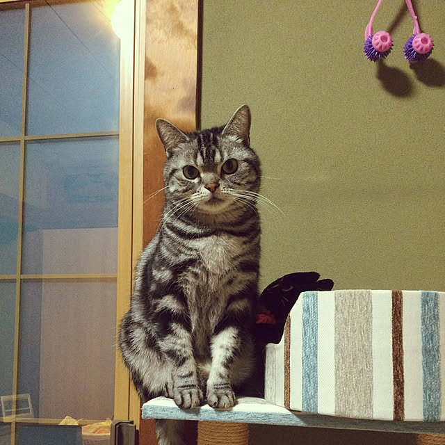 richanさんの実例写真