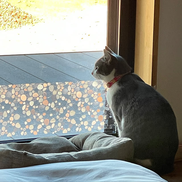 nekosamaさんの部屋