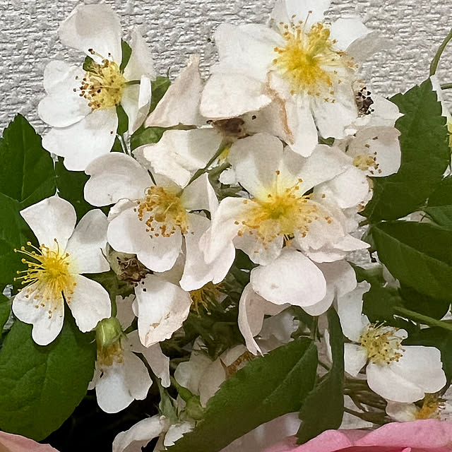 nannoさんの部屋