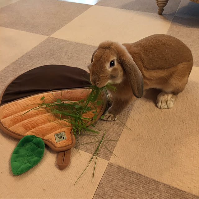 nonさんの実例写真