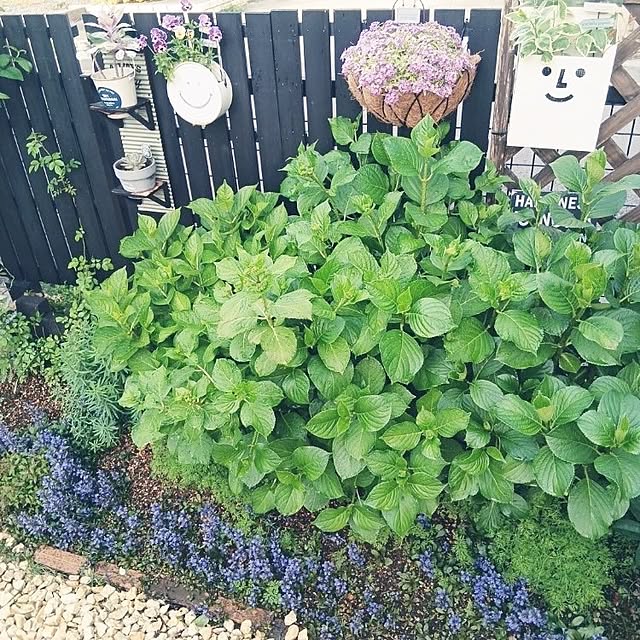 kaanaさんの実例写真