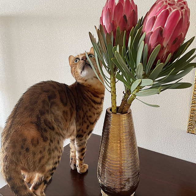 nene6さんの実例写真