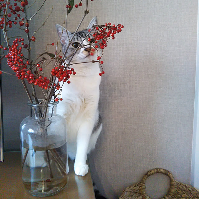saoさんの実例写真