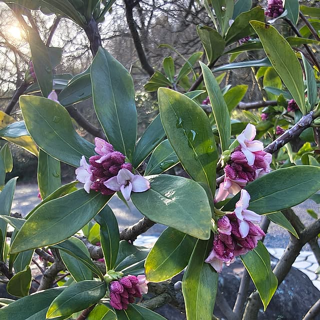 Rubiconさんの実例写真