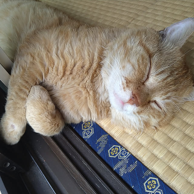 y.ebihara0811さんの実例写真