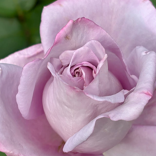 SIELUさんの部屋