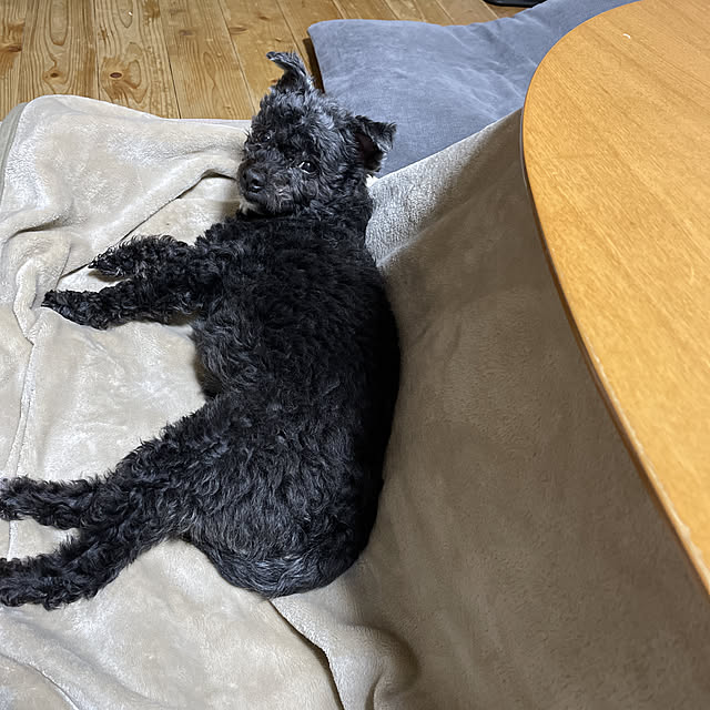 Chipさんの実例写真