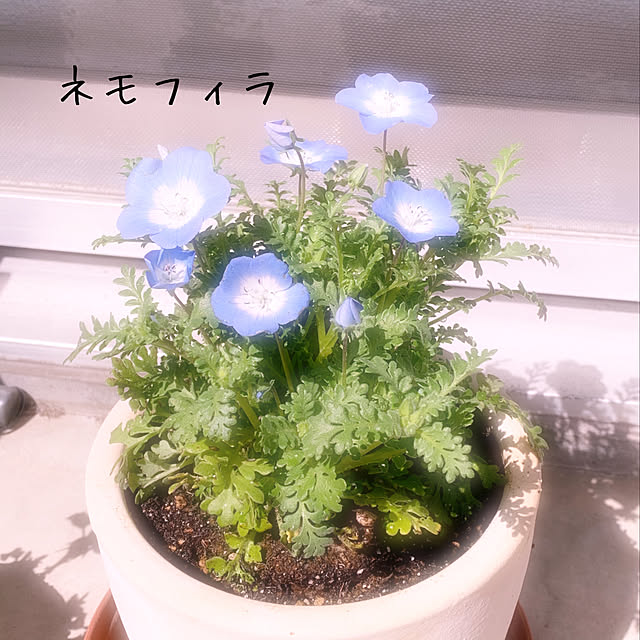 miyumiyuさんの実例写真