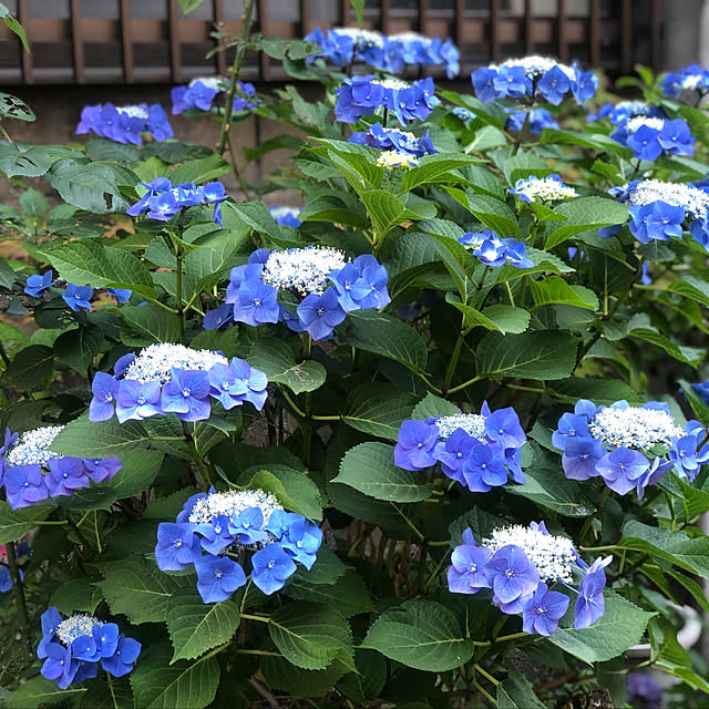blue.with.whiteさんの実例写真