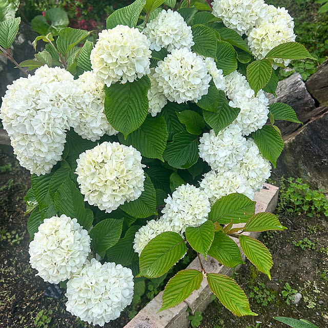 banbinaさんの部屋