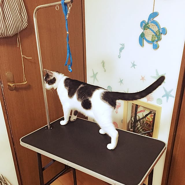 Mikuさんの実例写真