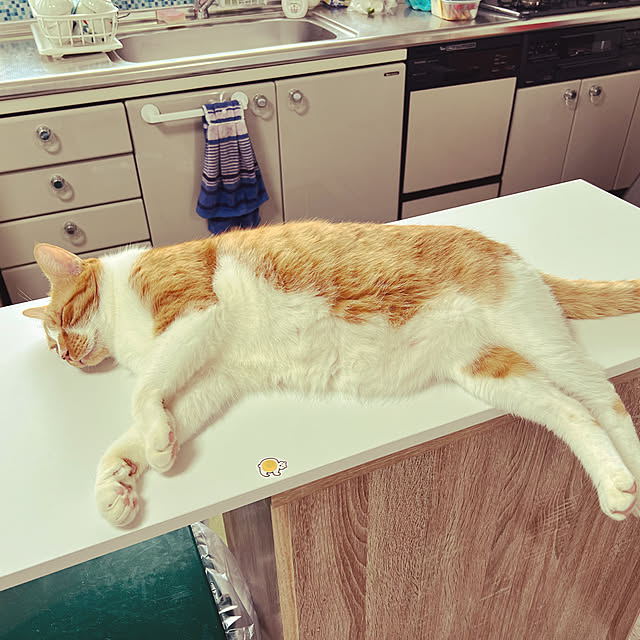 cat5さんの実例写真