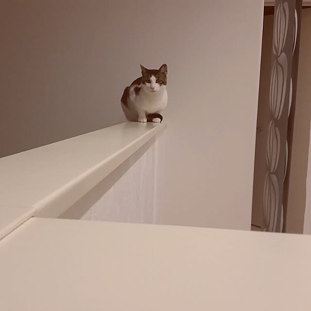 runayucoさんの実例写真