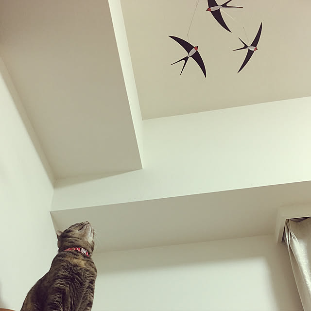 aiiaさんの実例写真