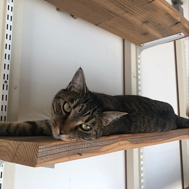 mikomaruさんの実例写真