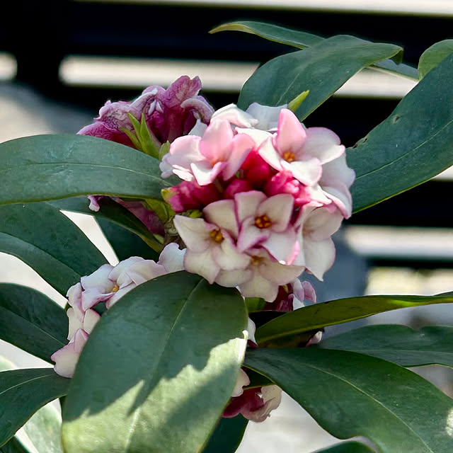 koha_hahahaさんの部屋