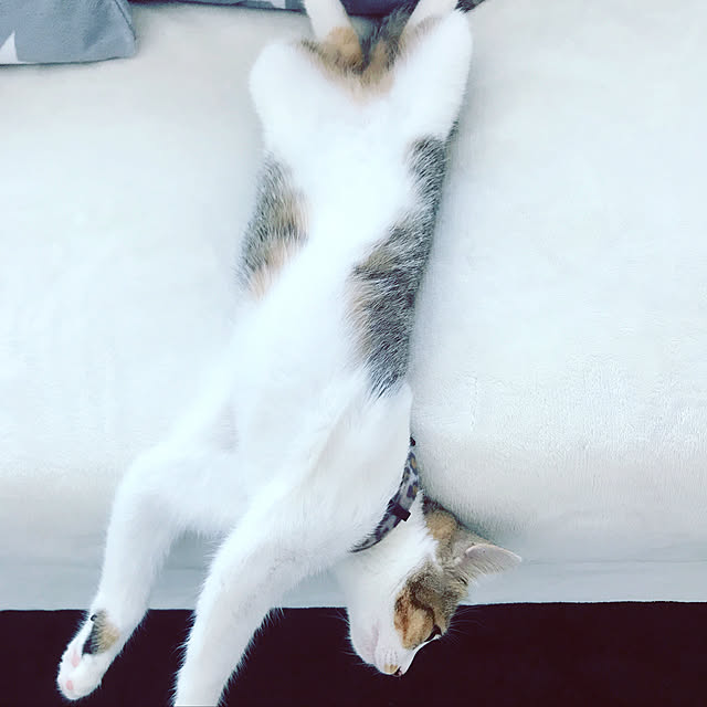 mya___kさんの実例写真