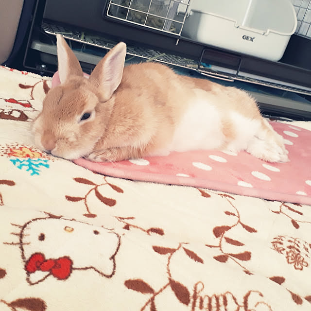 aiさんの実例写真
