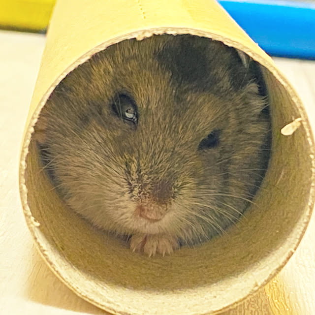 ohanaさんの実例写真